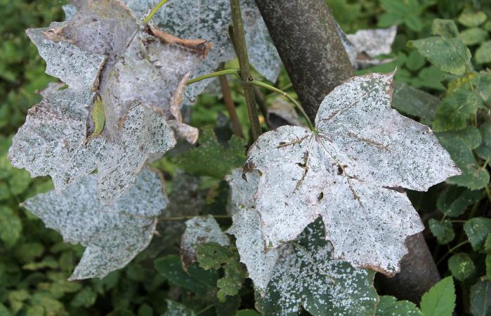 Powdery mildew on Norway Maple