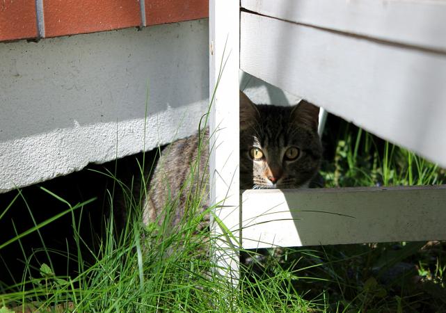Cat Hiding In Backyard