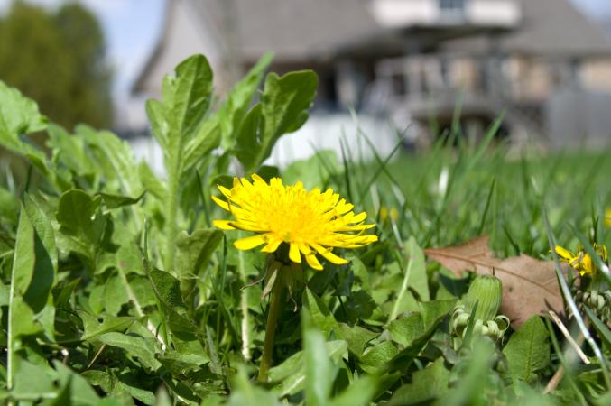 Flowering dandelion weed on a residential lawn