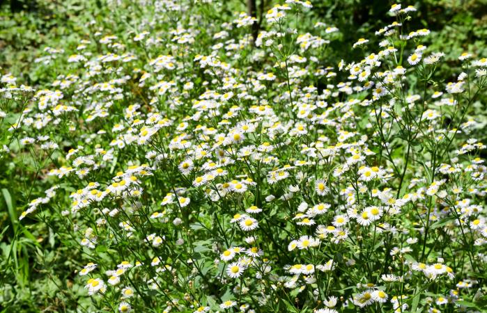 Glade Of Flowers Of Chamomiles
