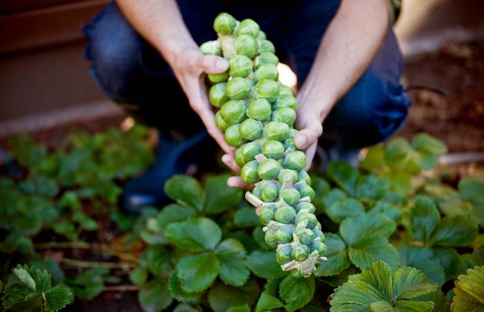 Stalk Of Brussels Sprouts