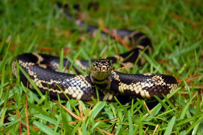 Common kingsnake slithering in grass