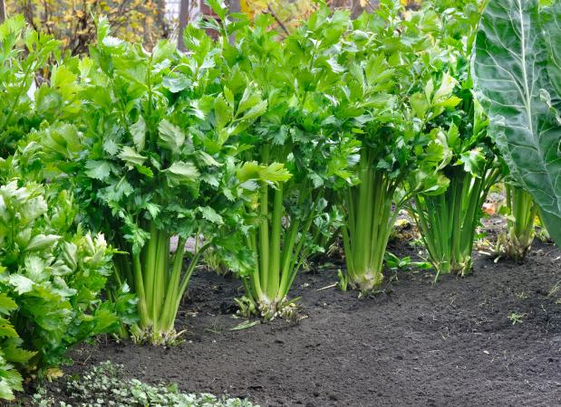Celery growing in the garden
