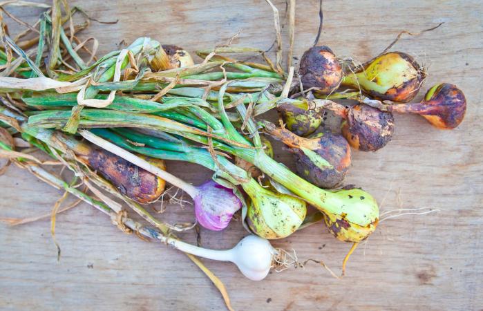 Young onions and garlic Garlic Bulbs