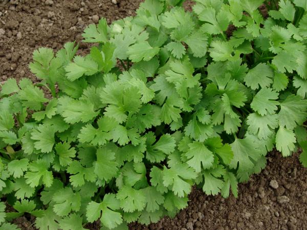 Cilantro (coriander) growing on vegetable bed