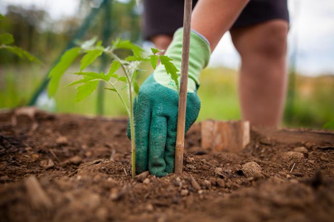 Planting tomato plant in garden