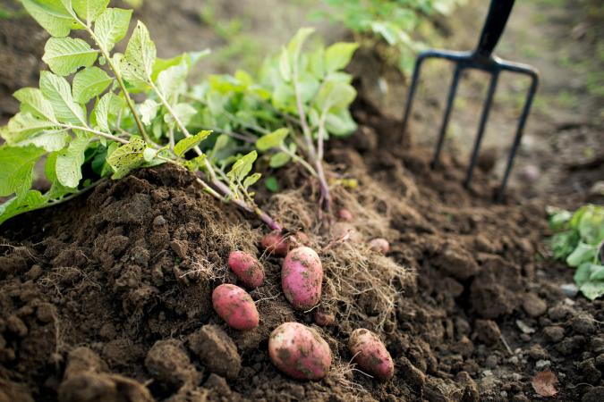 Soil in vegetable garden