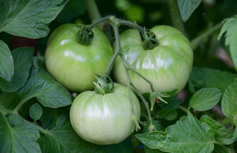 Effective Methods for Ripening Green Tomatoes Indoors | LoveToKnow
