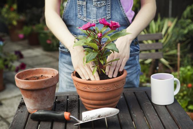Woman repotting plant