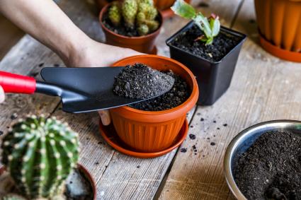 Fill pot with potting soil