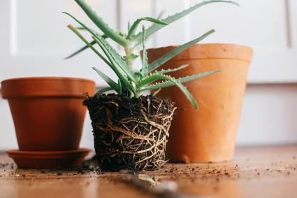 Repotting rootbound aloe vera plant.