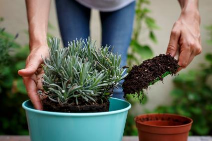Putting soil around plant.
