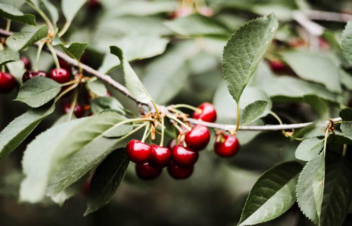 red cherry berry on a tree branch