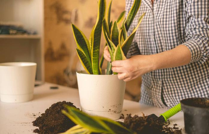woman hands planting the snake plant