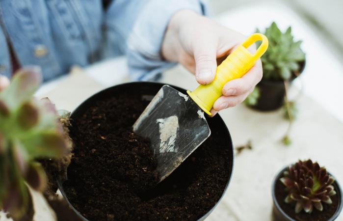 transplanting succulent into new pot