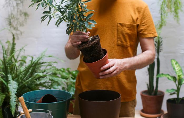 Man repotting green plant