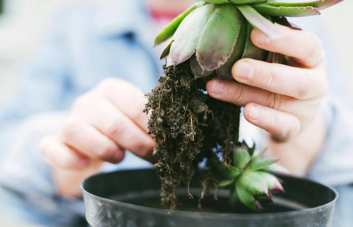 transplanting succulent into new pot