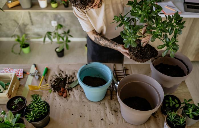 Florist Man Seedling Plants