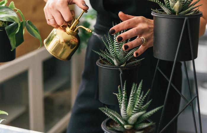 watering succulent plants