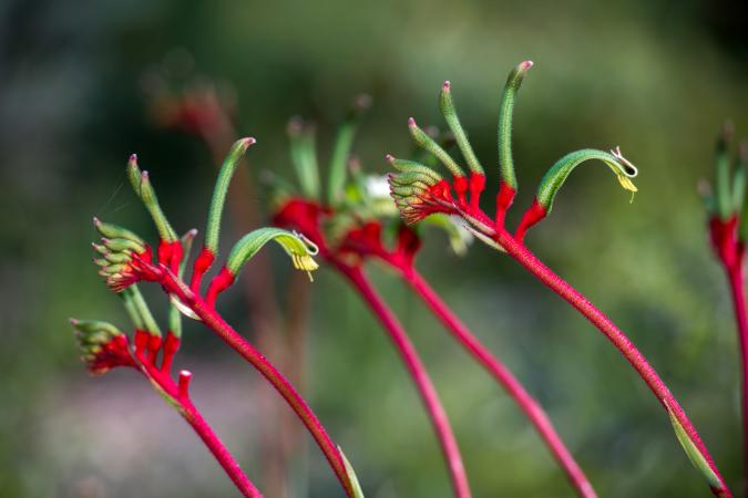 Kangaroo Pow flor West Australia