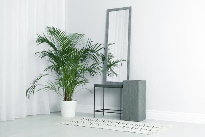 Modern interior with large mirror and beautiful majestic palm plant