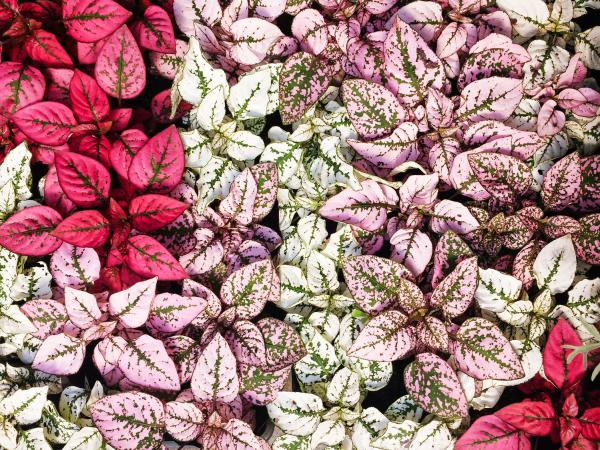 polka-dolt-plant.jpg