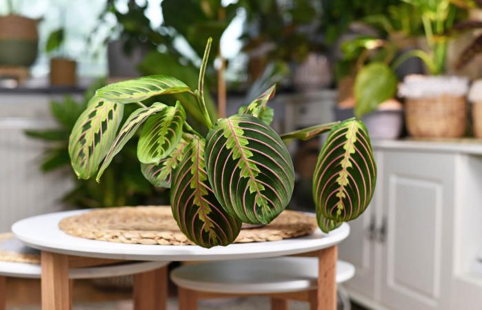 Prayer plant on table