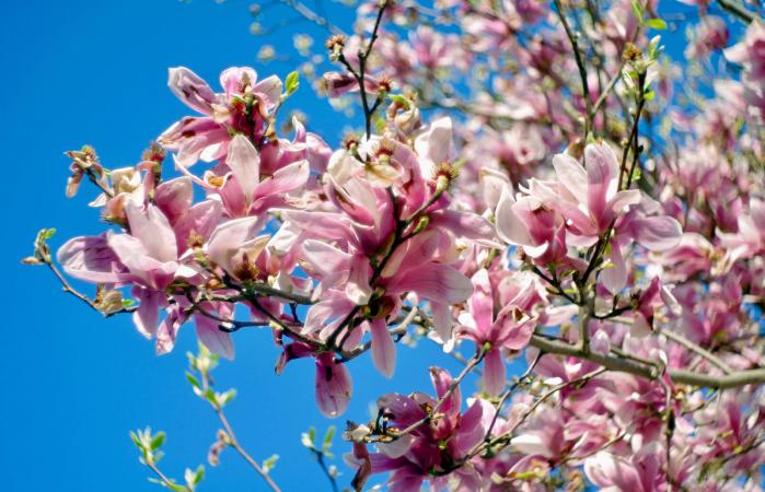 Flowering Magnolia Tree Branch
