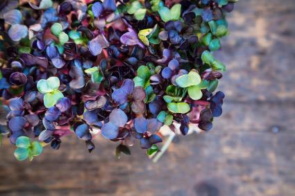 Red radish cress on wooden table