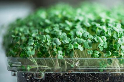 Micro Greens on wooden surface