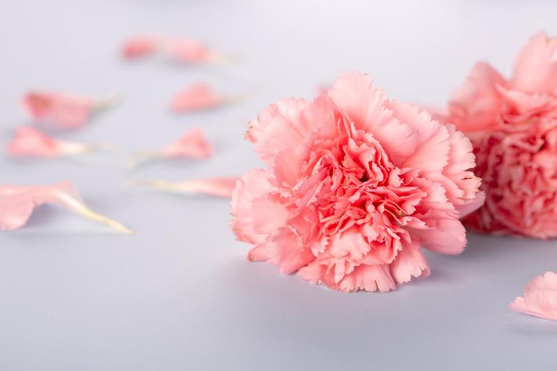 Carnations Complete Guide to Growing and Types LoveToKnow