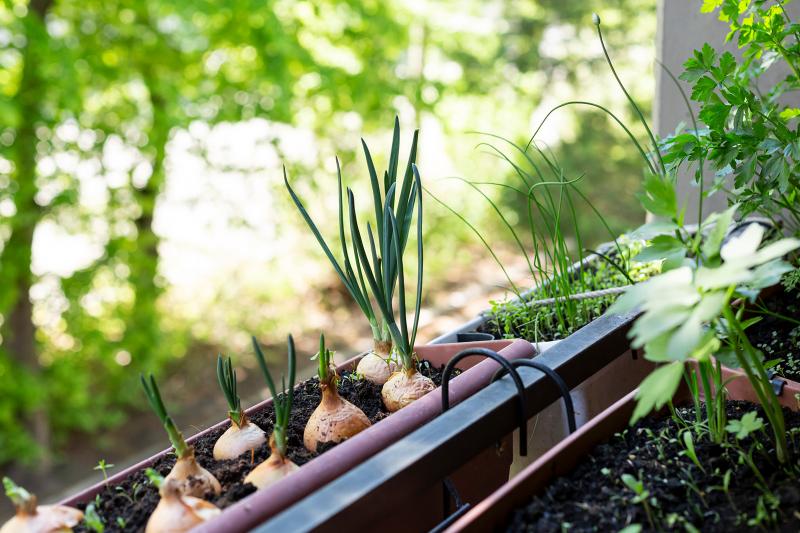 How to Grow Onions Successfully LoveToKnow