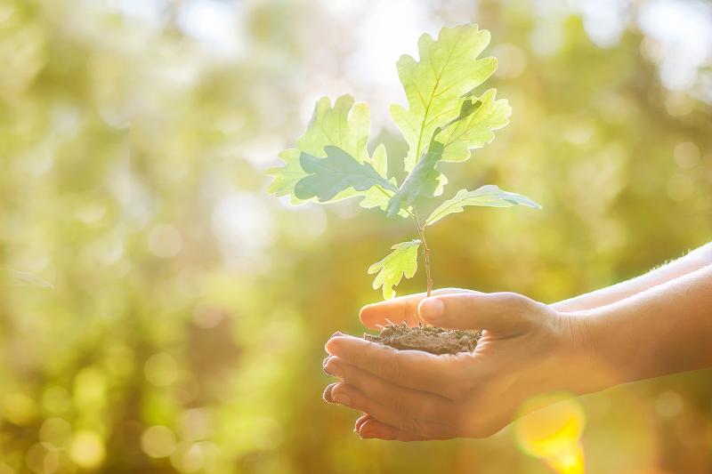 Oak Tree Planting LoveToKnow