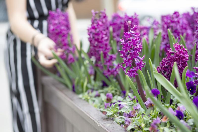 Hyacinth Flowers What You Need to Know LoveToKnow