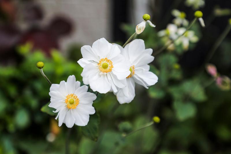 Overview of Anemone Bulbs (With Growing Tips) LoveToKnow