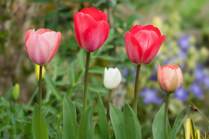 How to Plant, Cultivate, and Care for Tulips LoveToKnow