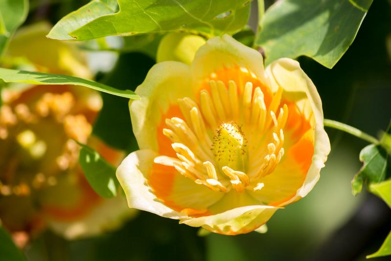 Tulip Poplar Tree Growth and Care Guide LoveToKnow