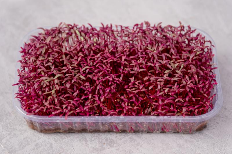 Sprouting Amaranth Steps & How to Use Them LoveToKnow