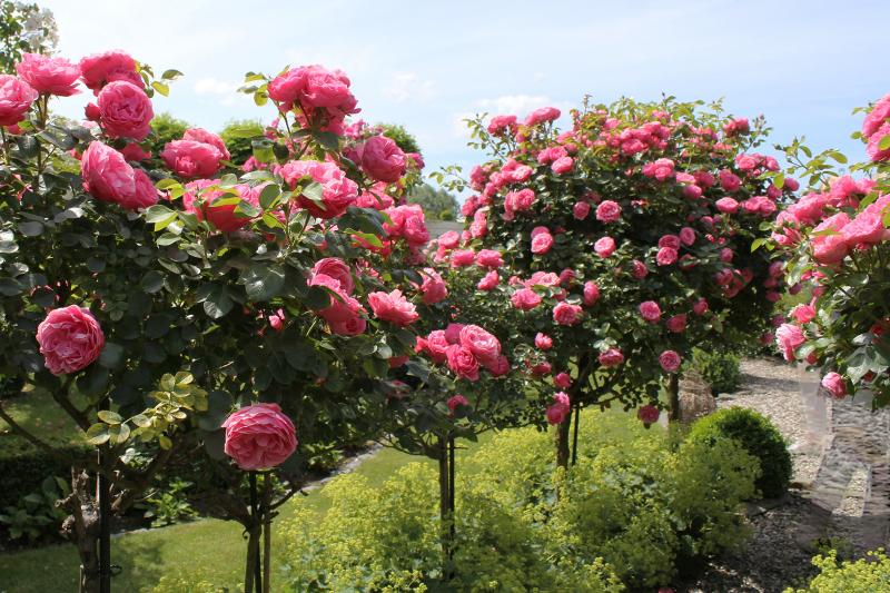 What Is a Tree Rose? Intro to Rose Standards and Care Tips LoveToKnow