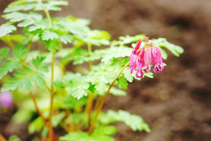 Impressive Perennial Flowers That Bloom From Spring to Fall LoveToKnow