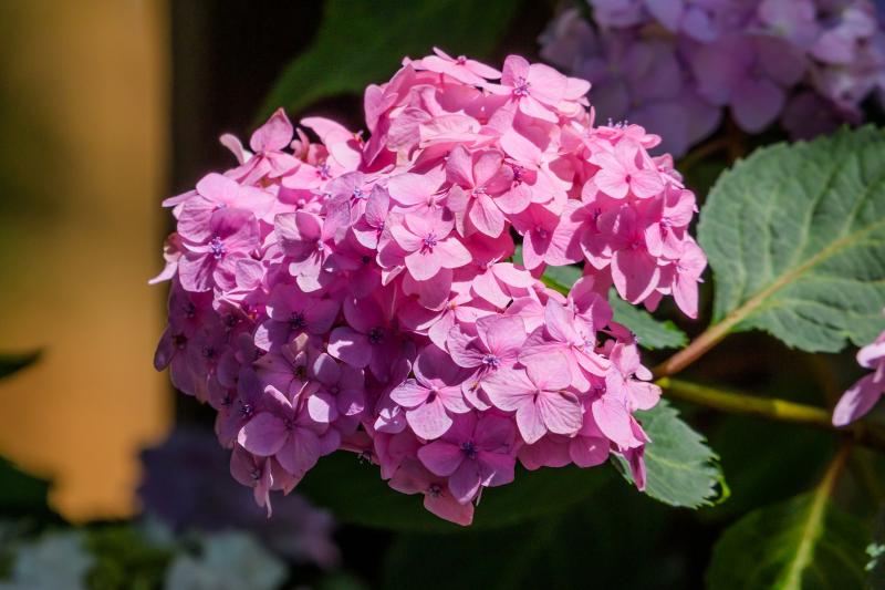 Growing and Caring for Endless Summer Hydrangea LoveToKnow