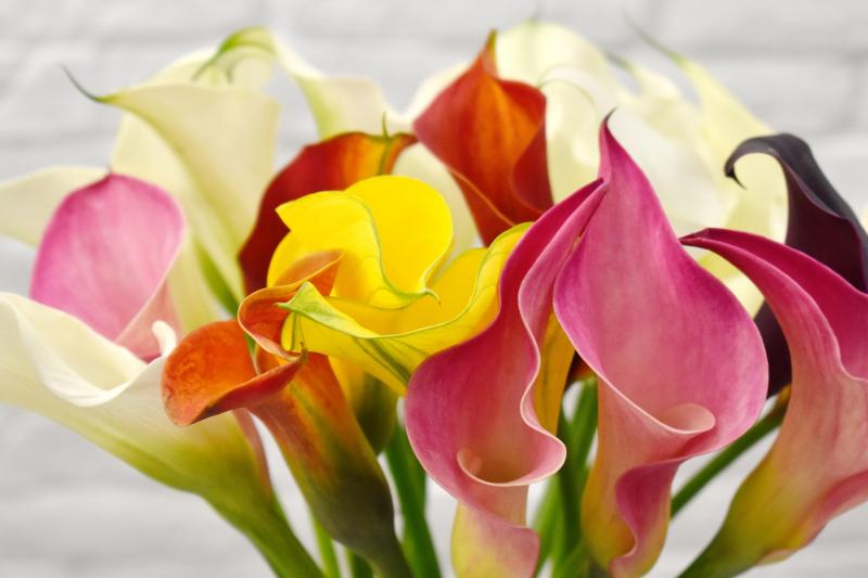 Calla Lily Plant Profile and Growing Guide LoveToKnow