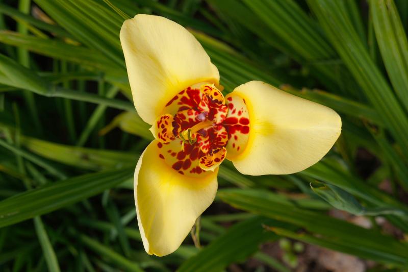 Tiger Flower Types & Growing Guidelines LoveToKnow