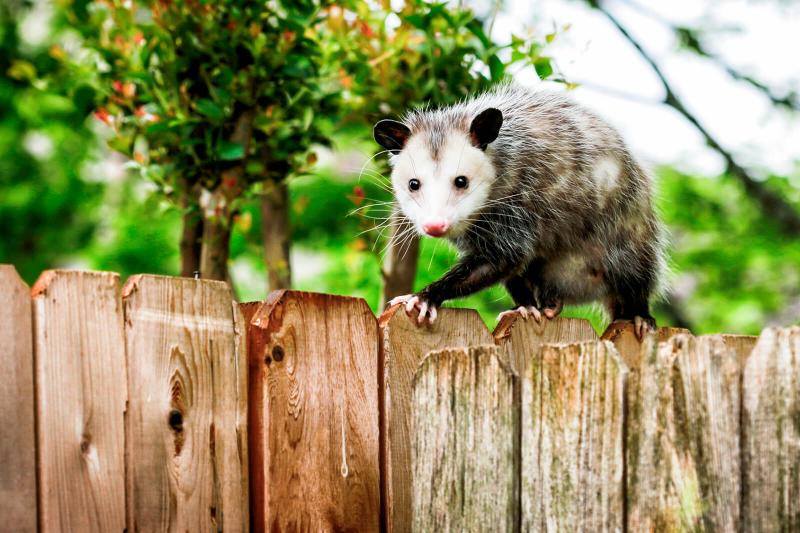 4 Smart Strategies to Get Rid of Possums & Keep Them Away LoveToKnow