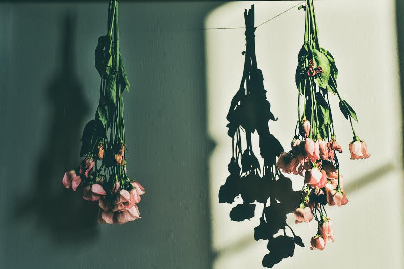10 Flowers That Represent Love to Give to Someone You Adore LoveToKnow