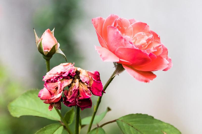 How To Deadhead Your Roses To Keep Them Blooming Lovetoknow How To Deadhead Your Roses To Keep Them Blooming Lovetoknow