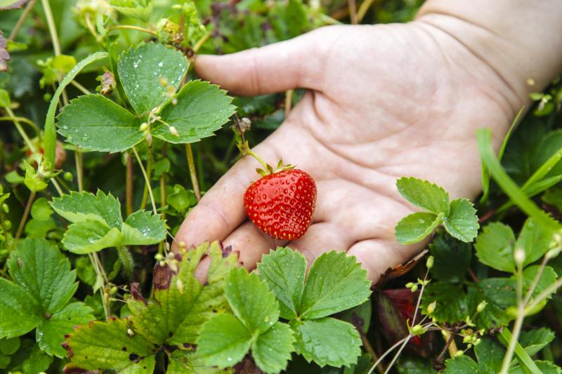 When Is It Too Late to Plant Strawberries? LoveToKnow