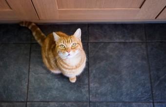 Gato con dificultades para respirar