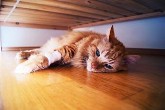 Gato enfermo