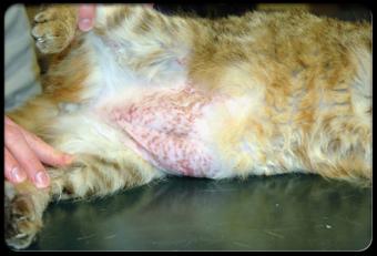 Gato con pioderma